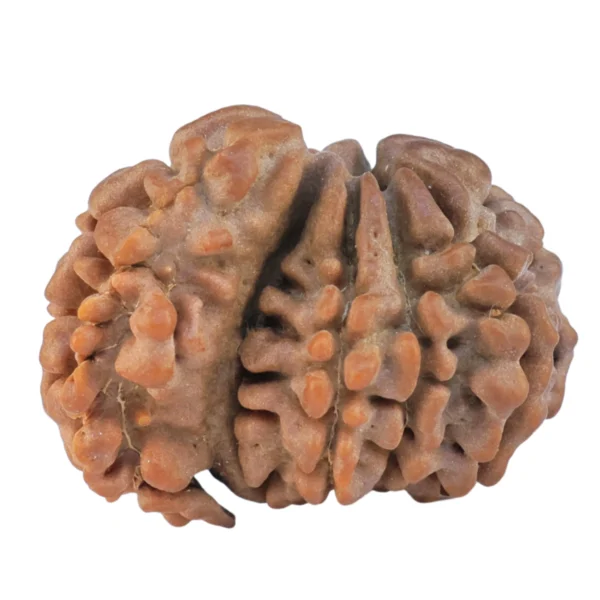 Sawar/Ganesh (8+1) 19.4mm 1.34gm - Rudraksha