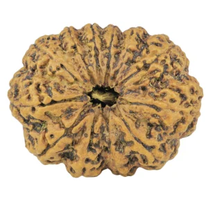12 Mukhi Rudraksha 36.1mm 8.42gm - Rudraksha