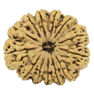 13 Mukhi Rudraksha 33.7mm 7.4gm - Rudraksha
