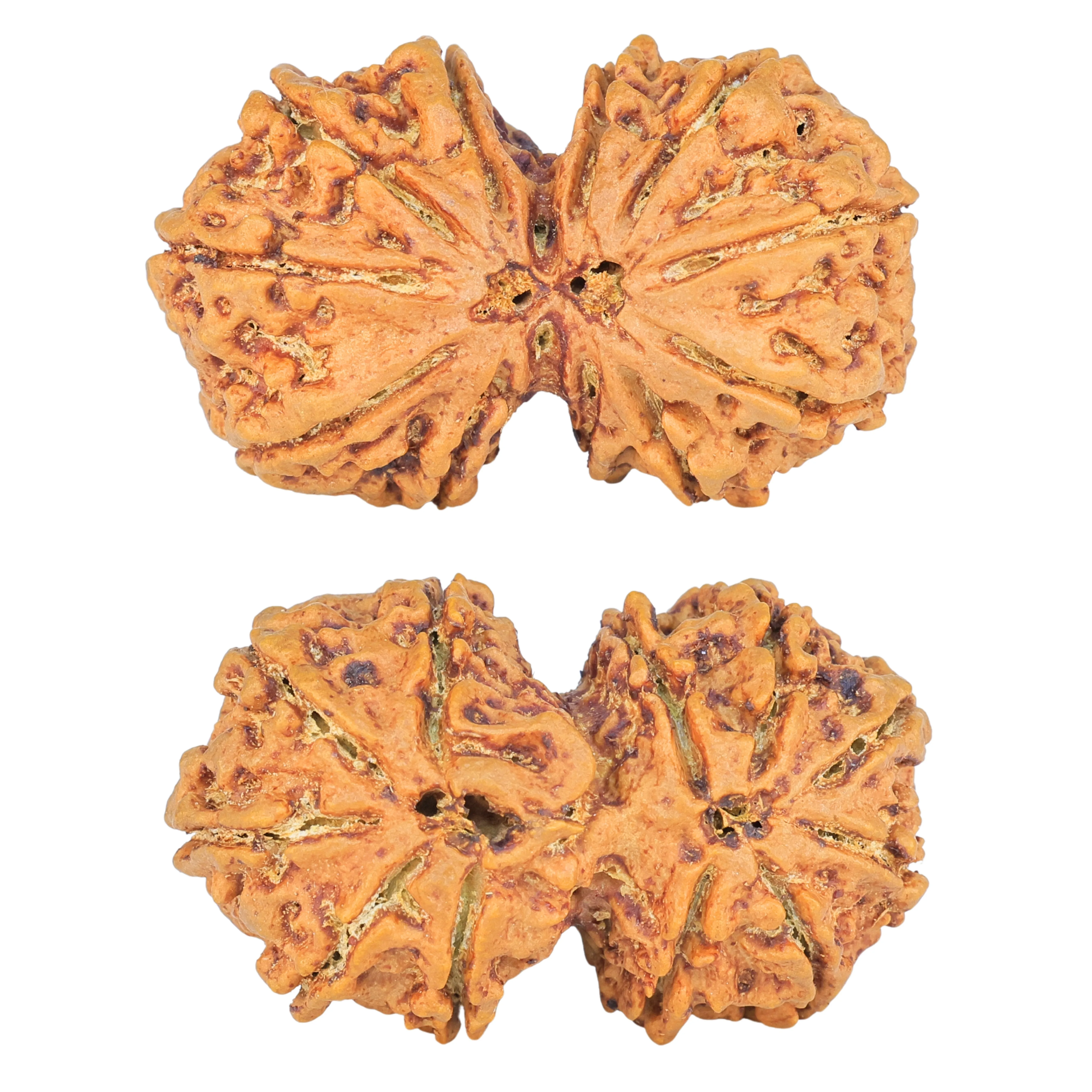 11 MK Gaurishankar 39.9mm 9.39gm - Rudraksha