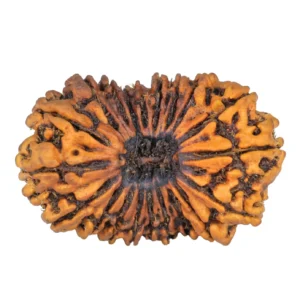 20 Mukhi Rudraksha 37.9mm 3.85gm - Rudraksha