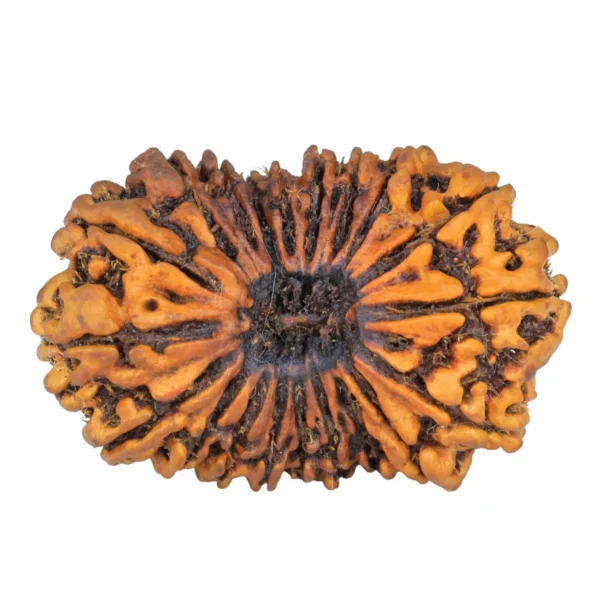 20 Mukhi Rudraksha 37.9mm 3.85gm - Rudraksha