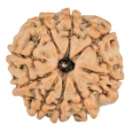 9 Mukhi Rudraksha 19.8mm 2.75gm - Rudraksha