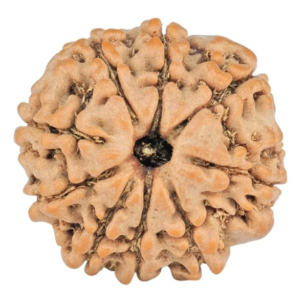 9 Mukhi Rudraksha 19.8mm 2.75gm - Rudraksha