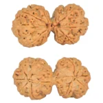 10 Mk Gaurishankar 36.9mm 7.4gm - Rudraksha