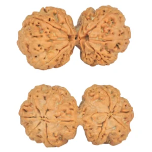 10 Mk Gaurishankar 36.9mm 7.4gm - Rudraksha