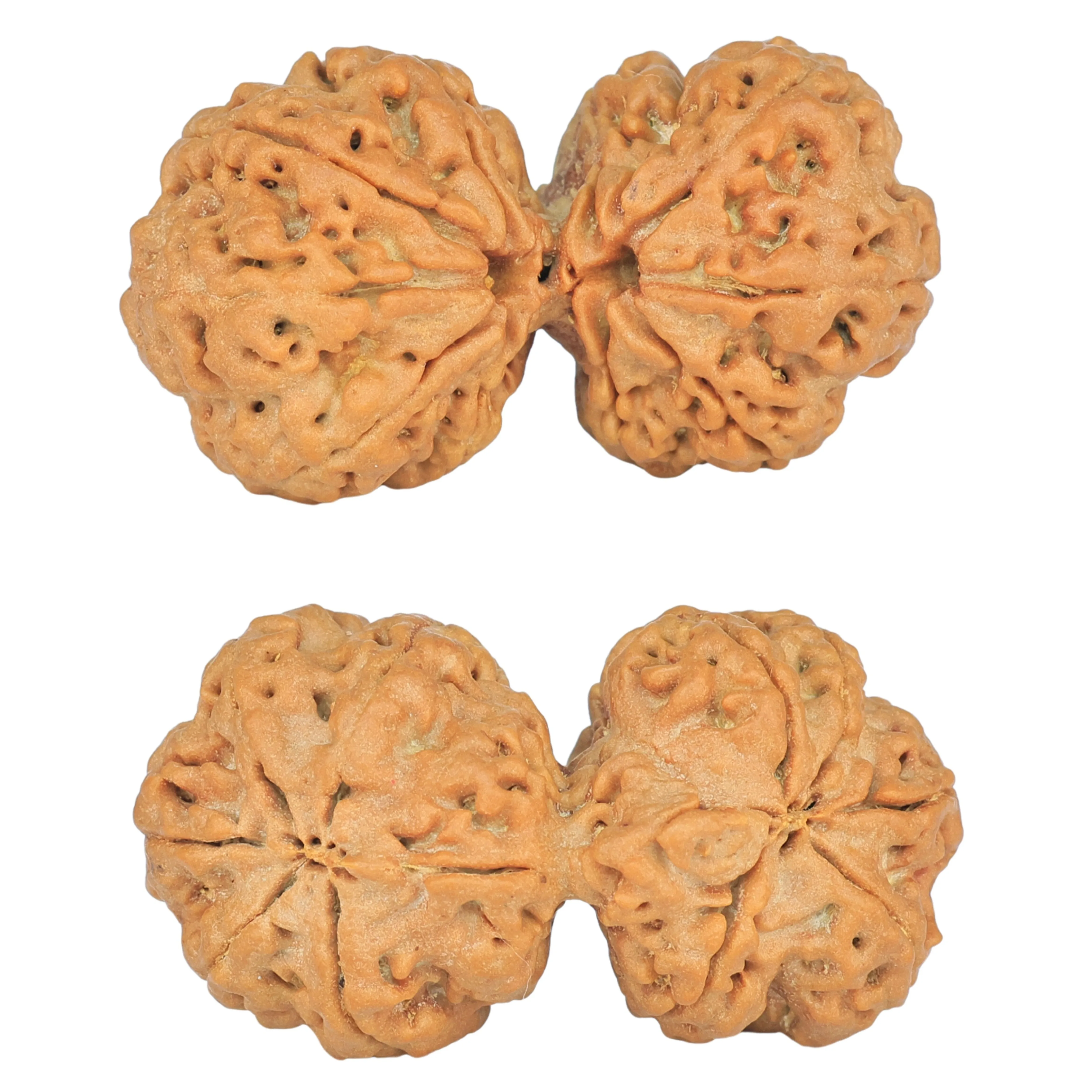 10 Mk Gaurishankar 36.9mm 7.4gm - Rudraksha