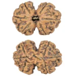 6 Mk Gaurishankar 25.1mm 2.84gm - Rudraksha