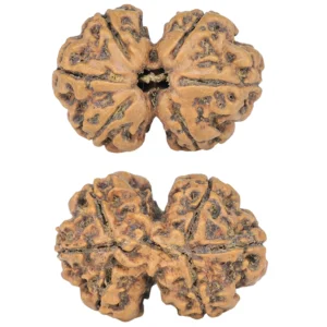 6 Mk Gaurishankar 25.1mm 2.84gm - Rudraksha
