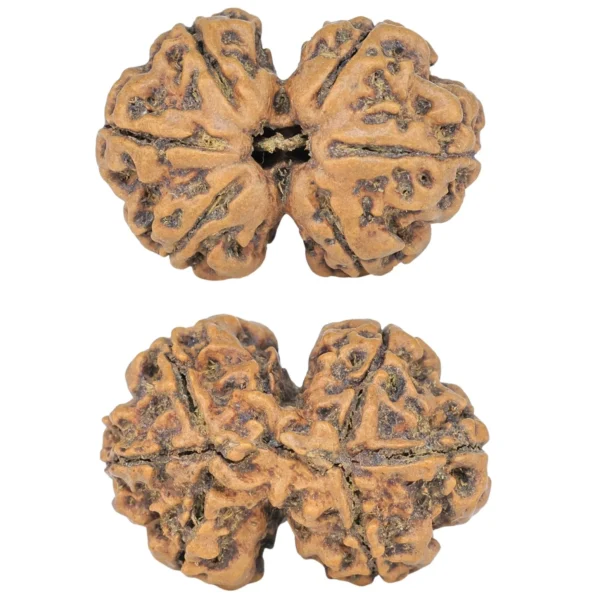 6 Mk Gaurishankar 25.1mm 2.84gm - Rudraksha
