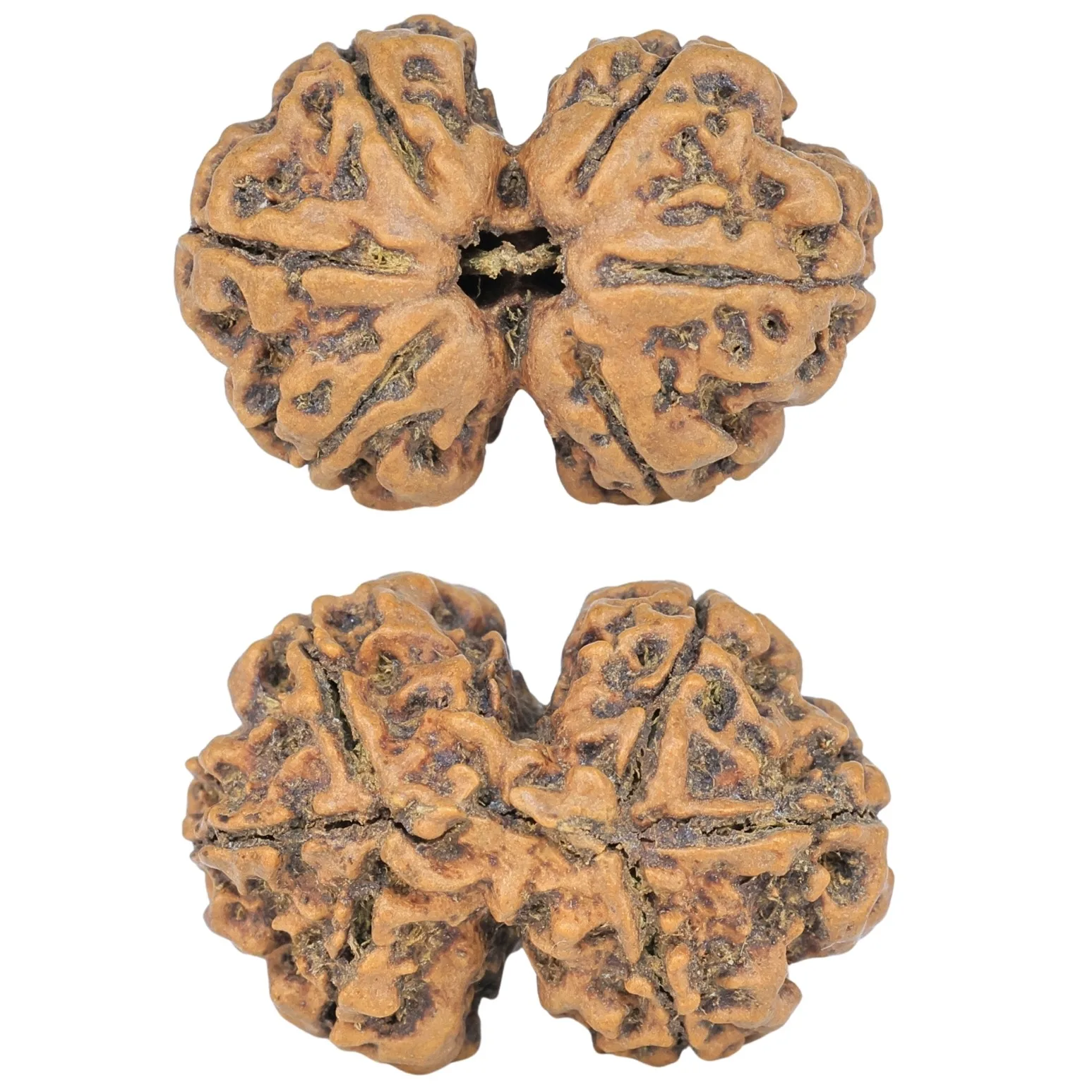 6 Mk Gaurishankar 25.1mm 2.84gm - Rudraksha