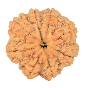 8 Mukhi Rudraksha 28.7mm 6.89gm - Rudraksha