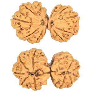 10 Mk Gaurishankar 35mm 5.32gm - Rudraksha
