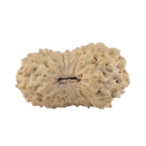 17 Mukhi Rudraksha 14.1mm 0.38gm - Rudraksha
