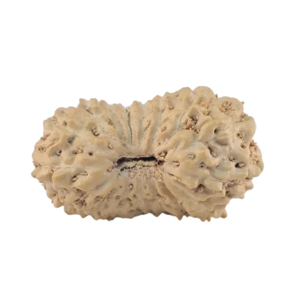 17 Mukhi Rudraksha 14.1mm 0.38gm - Rudraksha