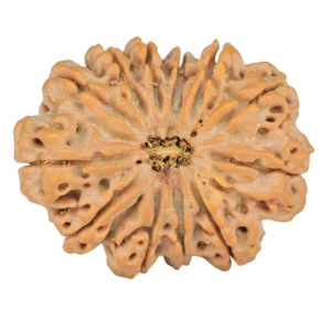 12 Mukhi Rudraksha 36.9mm 9.72gm - Rudraksha
