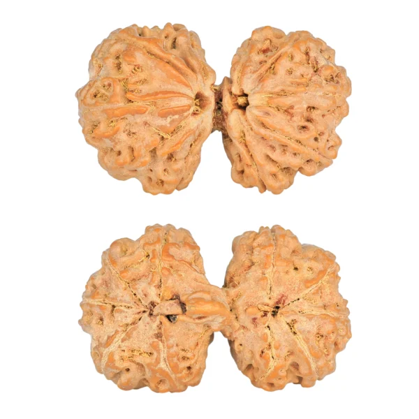 10 Mk Gaurishankar 38.3mm 9.09gm - Rudraksha