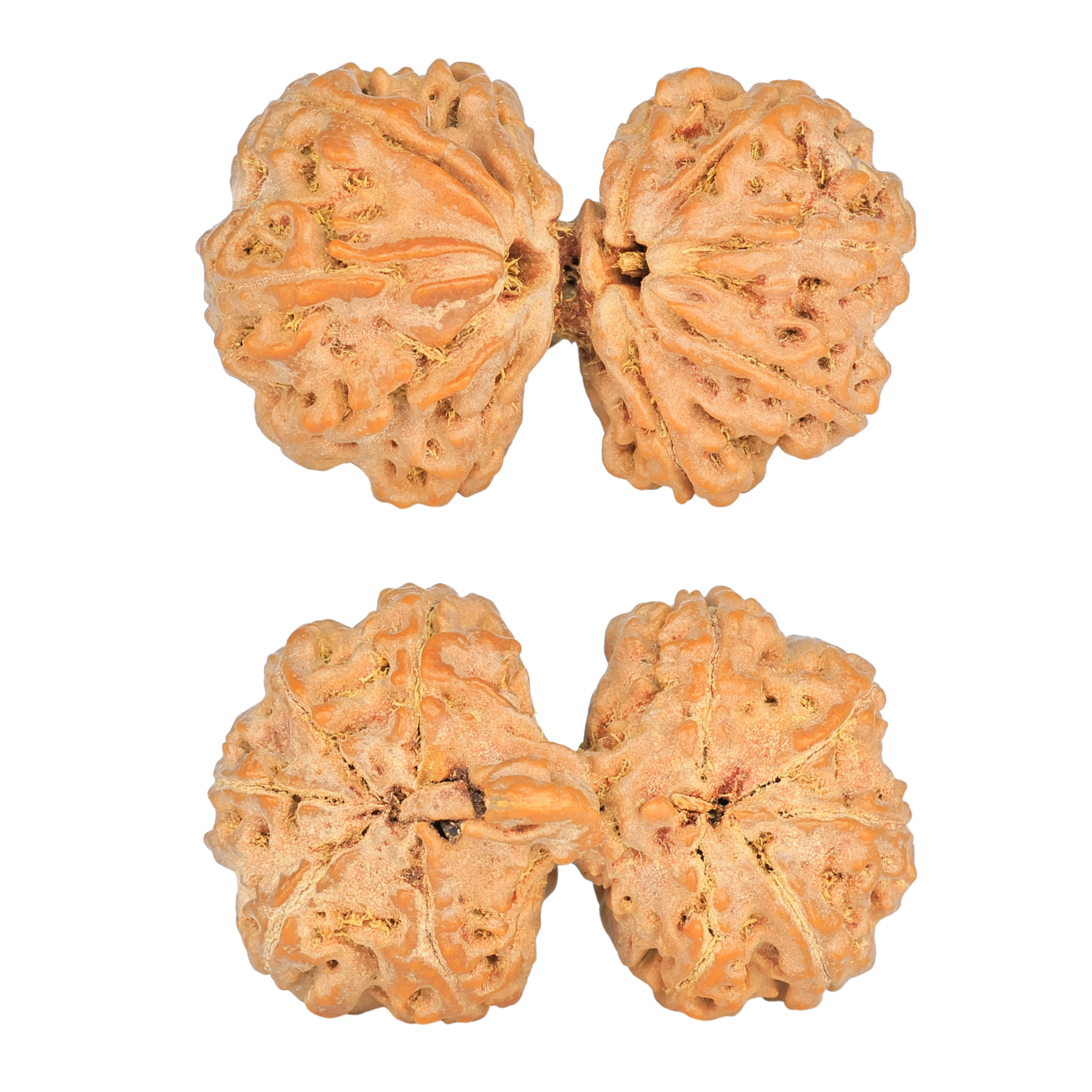 10 Mk Gaurishankar 38.3mm 9.09gm - Rudraksha