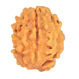 1 Mukhi Rudraksha 18.6mm 1.91gm - Rudraksha
