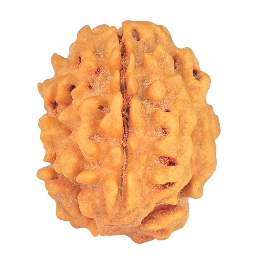 1 Mukhi Rudraksha 18.6mm 1.91gm - Rudraksha