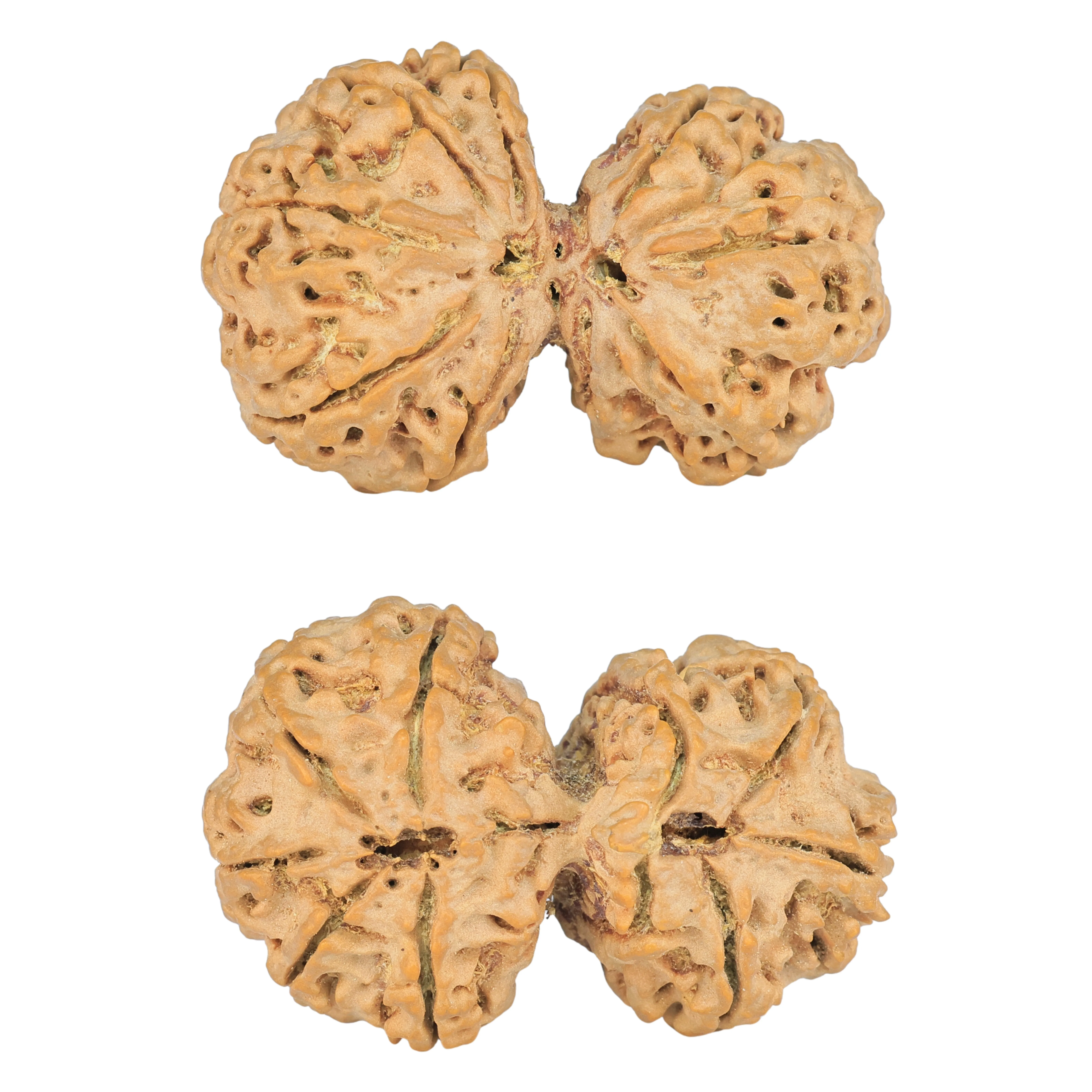 10 Mk Gaurishankar 43.4mm 10.93gm - Rudraksha