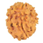 1 Mukhi Rudraksha 21.1mm 2.6gm - Rudraksha