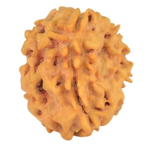 1 Mukhi Rudraksha 21.1mm 2.6gm - Rudraksha