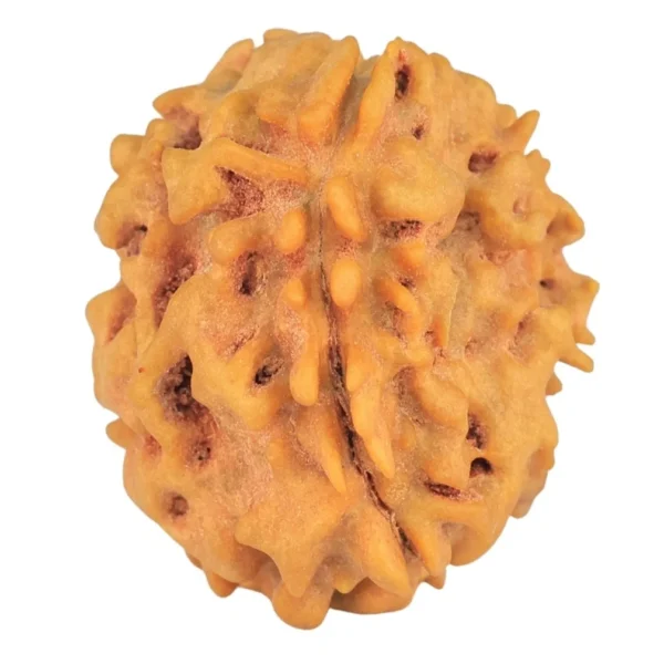 1 Mukhi Rudraksha 21.1mm 2.6gm - Rudraksha