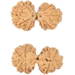 10 Mk Gaurishankar 39.7mm 8.71gm - Rudraksha