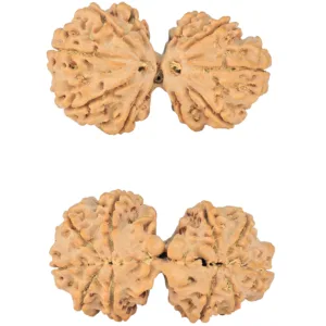 10 Mk Gaurishankar 39.7mm 8.71gm - Rudraksha