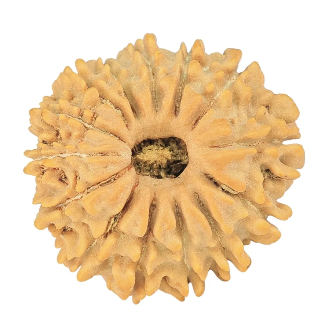 14 Mukhi Rudraksha 17.7mm 1.51gm - Rudraksha
