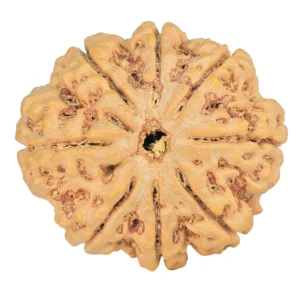 8 Mukhi Rudraksha 28.2mm 6.54gm - Rudraksha