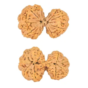 10 Mk Gaurishankar 40.7mm 9.38gm - Rudraksha
