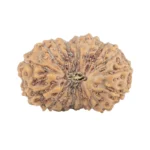 17 Mukhi Rudraksha 18.5mm 1.48gm - Rudraksha