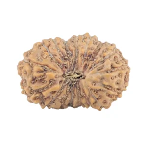 17 Mukhi Rudraksha 18.5mm 1.48gm - Rudraksha