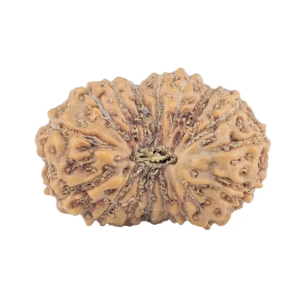 17 Mukhi Rudraksha 18.5mm 1.48gm - Rudraksha