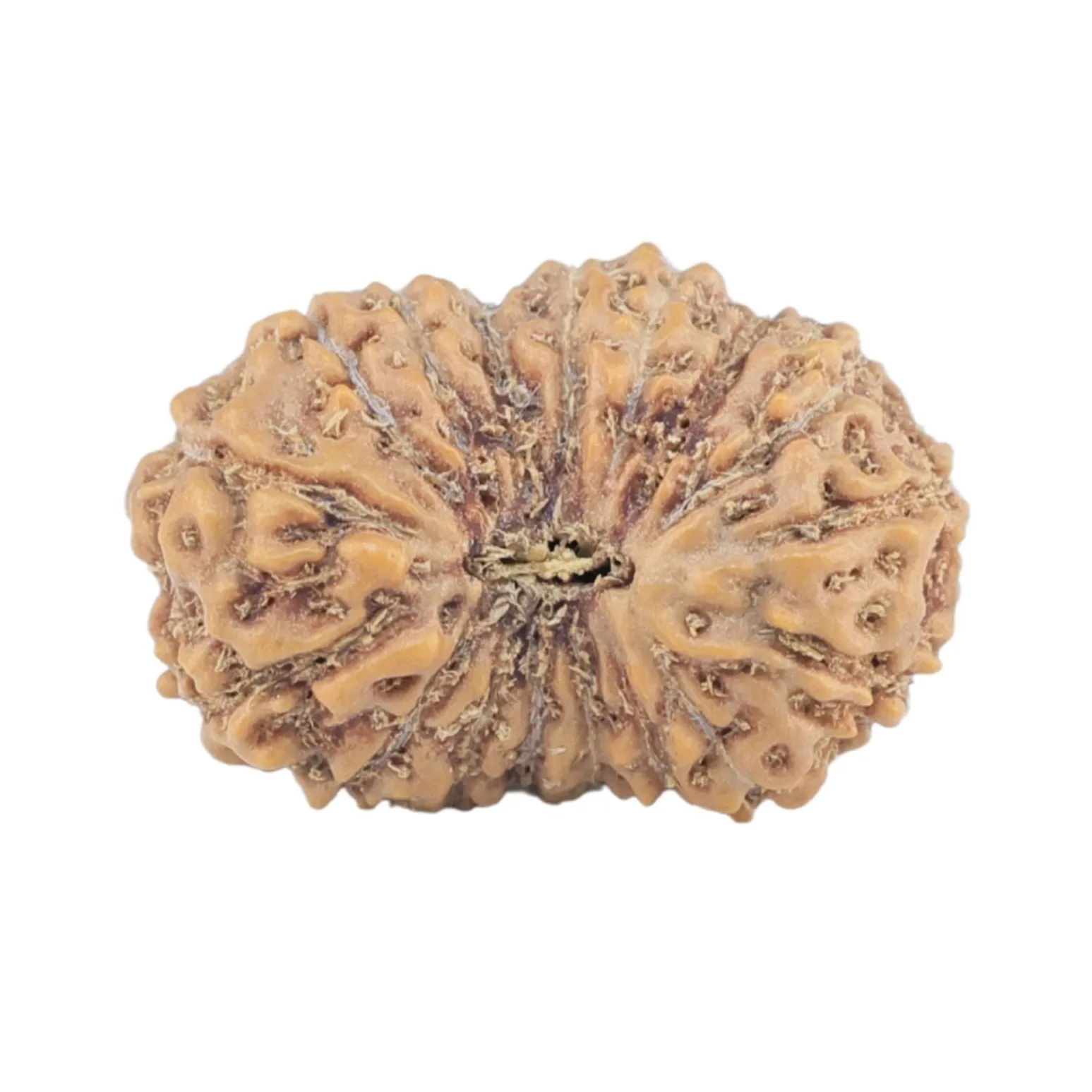 17 Mukhi Rudraksha 18.5mm 1.48gm - Rudraksha