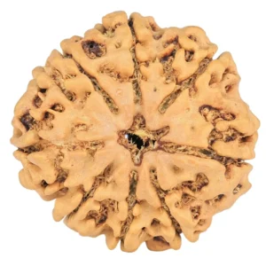 8 Mukhi Rudraksha 24.8mm 3.93gm - Rudraksha