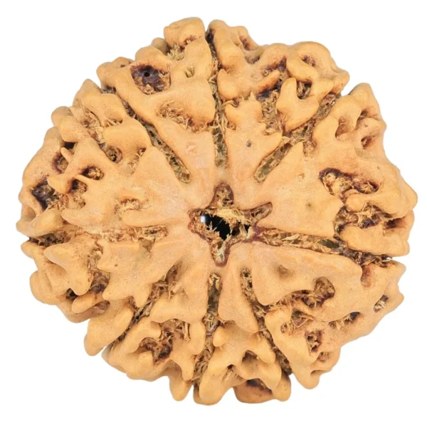 8 Mukhi Rudraksha 24.8mm 3.93gm - Rudraksha