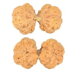 10 Mk Gaurishankar 42.7mm 10.98gm - Origin: Nepal - Rudraksha