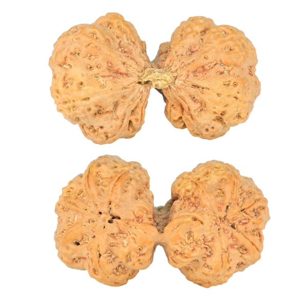 10 Mk Gaurishankar 42.7mm 10.98gm - Origin: Nepal - Rudraksha