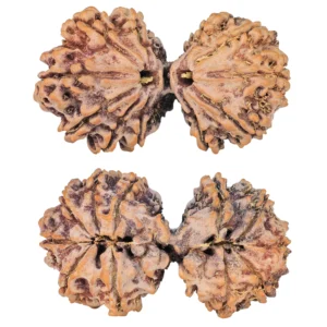 11 MK Gaurishankar 41mm 8.5gm - Rudraksha