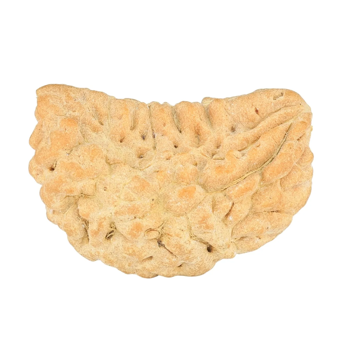 1 Mukhi Rudraksha 25.9mm 2.59gm - Rudraksha