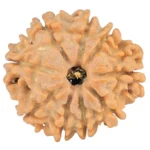 9 Mukhi Rudraksha 22.6mm 3.57gm - Rudraksha