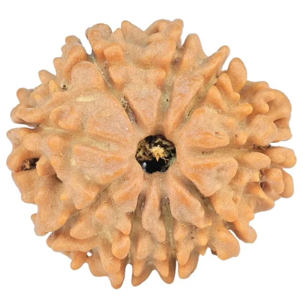 9 Mukhi Rudraksha 22.6mm 3.57gm - Rudraksha