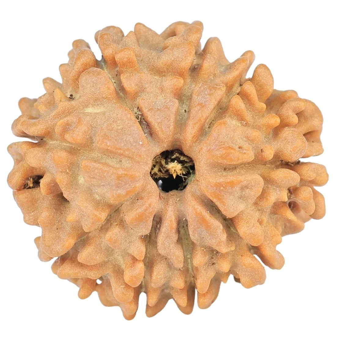 9 Mukhi Rudraksha 22.6mm 3.57gm - Rudraksha