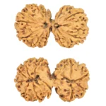 11 MK Gaurishankar 36.3mm 5.66gm - Rudraksha