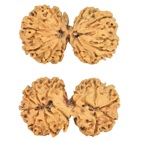 11 MK Gaurishankar 36.3mm 5.66gm - Rudraksha