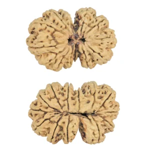 13 MK Gaurishankar 40.3mm 5.86gm - Rudraksha