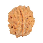 1 Mukhi Rudraksha 21.8mm 3gm - Rudraksha